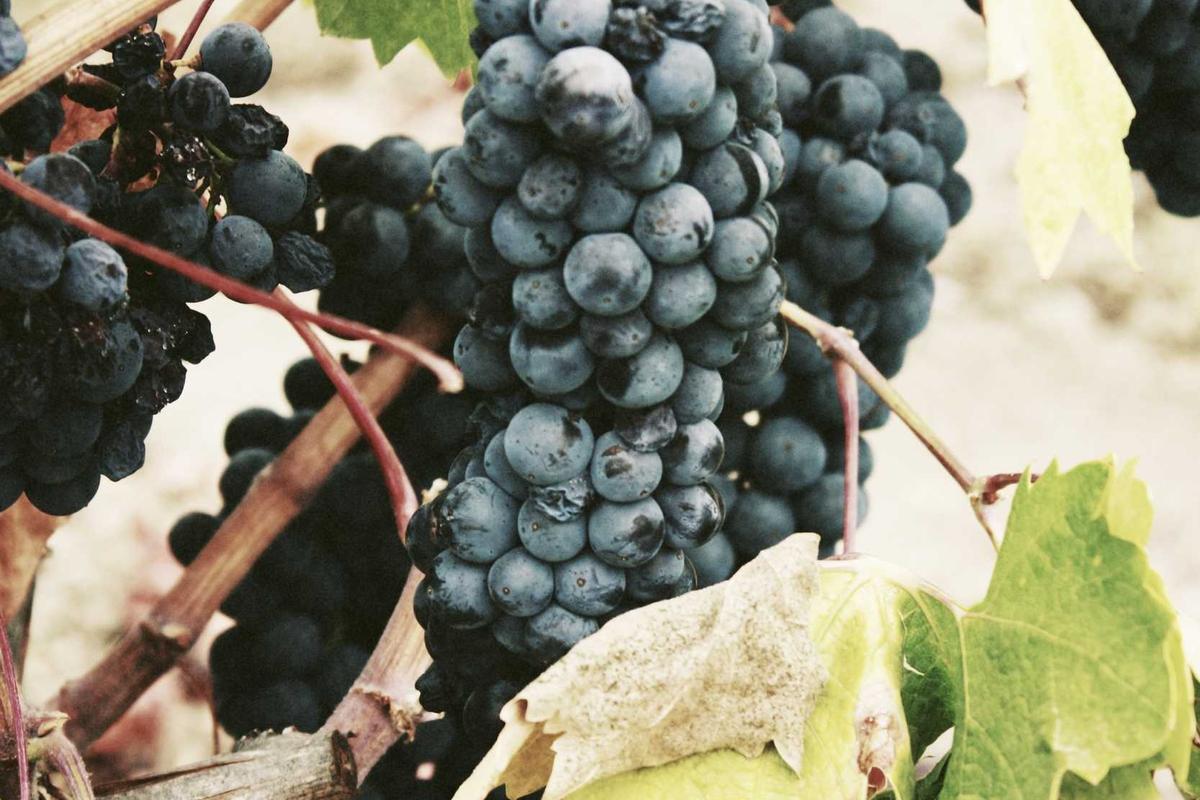 Pariwisata Bali di Bawah Bayang “Pengemis Berpakaian Sutra”: Saat Sampah, Kekuasaan, dan Reputasi Dunia Beradu