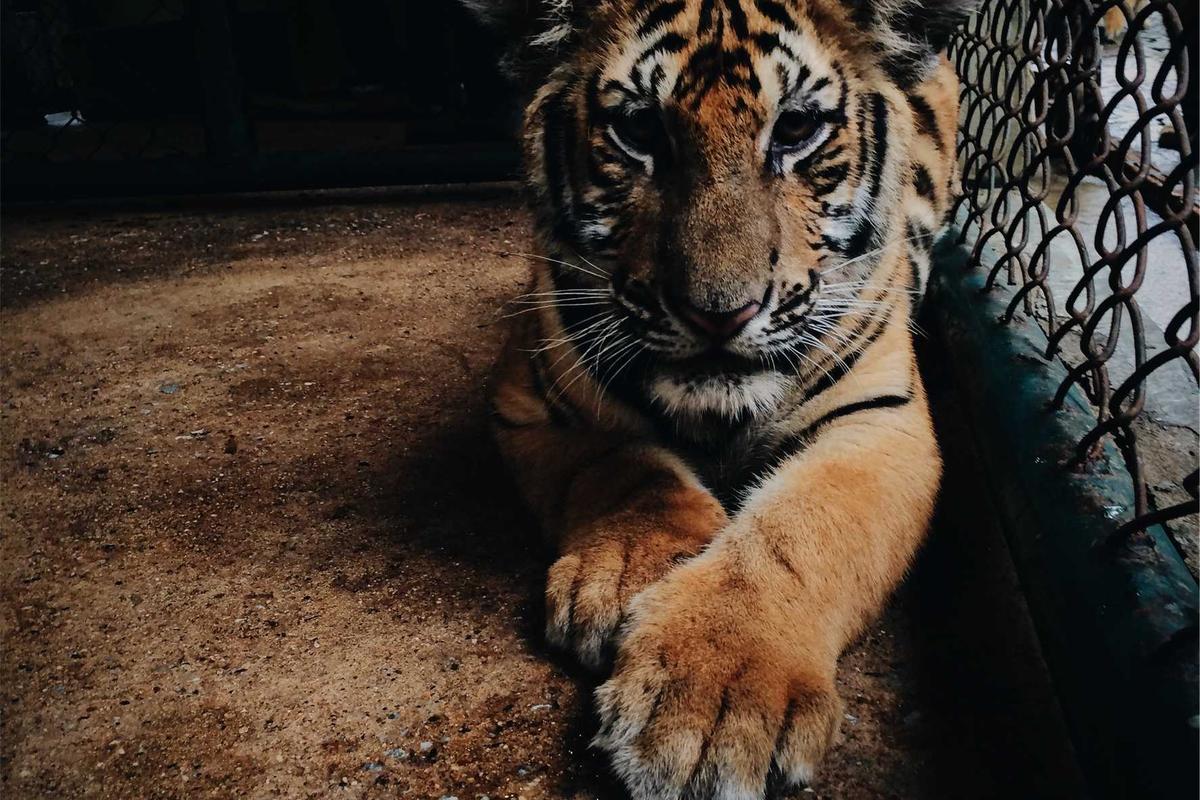 Bupati Adi Arnawa Nobatkan Duta Pariwisata Jegeg Bagus Badung 2026